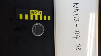 Media type: image;   Invertebrate Zoology 153498 Description: Live specimen.;